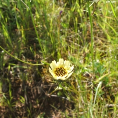 Tolpis barbata (Yellow Hawkweed) at Jones Creek, NSW - 7 Oct 2010 by abread111