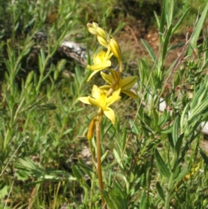 Bulbine bulbosa at Jones Creek, NSW - 7 Oct 2010