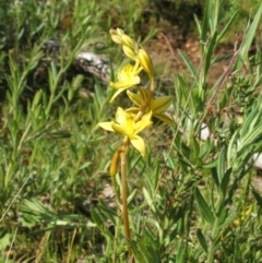 Bulbine bulbosa (Golden Lily) at Jones Creek, NSW - 7 Oct 2010 by abread111