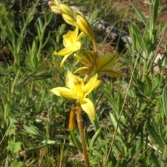 Bulbine bulbosa at Jones Creek, NSW - 7 Oct 2010