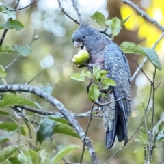 Callocephalon fimbriatum (Gang-gang Cockatoo) at Penrose, NSW - 10 Jan 2021 by Aussiegall