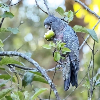 Callocephalon fimbriatum (Gang-gang Cockatoo) at Penrose, NSW - 10 Jan 2021 by Aussiegall