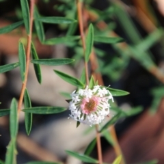 Pimelea linifolia (Slender Rice Flower) at Moruya, NSW - 9 Jan 2021 by LisaH