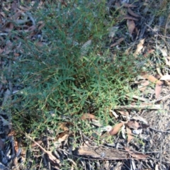 Pimelea linifolia at Moruya, NSW - suppressed