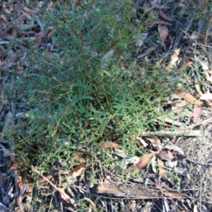 Pimelea linifolia at Moruya, NSW - 10 Jan 2021