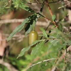 Billardiera mutabilis (Climbing Apple Berry, Apple Berry, Snot Berry, Apple Dumblings, Changeable Flowered Billardiera) at Moruya, NSW - 9 Jan 2021 by LisaH