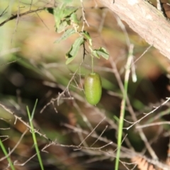 Billardiera mutabilis at Moruya, NSW - suppressed