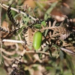 Billardiera mutabilis at Moruya, NSW - suppressed