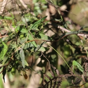 Billardiera mutabilis at Moruya, NSW - suppressed