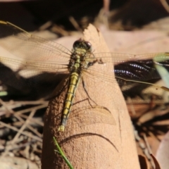 Orthetrum caledonicum (Blue Skimmer) at Moruya, NSW - 10 Jan 2021 by LisaH