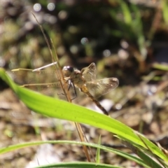 Orthetrum caledonicum at Moruya, NSW - 10 Jan 2021