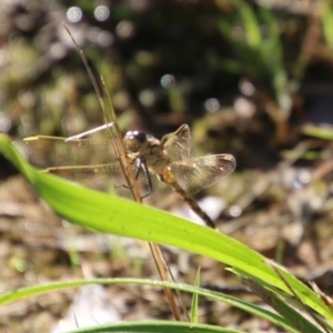 Orthetrum caledonicum at Moruya, NSW - 10 Jan 2021