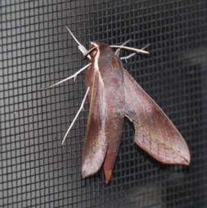 Hippotion scrofa at Moruya, NSW - 9 Jan 2021