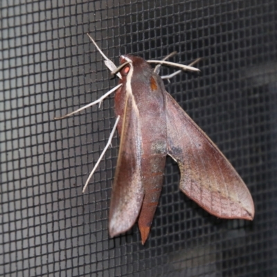 Hippotion scrofa (Coprosma Hawk Moth) at Moruya, NSW - 9 Jan 2021 by LisaH