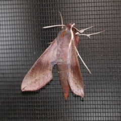 Hippotion scrofa at Moruya, NSW - 9 Jan 2021