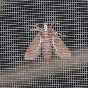 Hippotion scrofa at Moruya, NSW - 9 Jan 2021