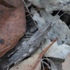 Coryphistes ruricola (Bark-mimicking Grasshopper) at Moruya, NSW - 9 Jan 2021 by LisaH