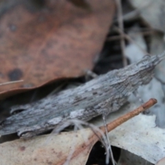 Coryphistes ruricola at Moruya, NSW - 9 Jan 2021