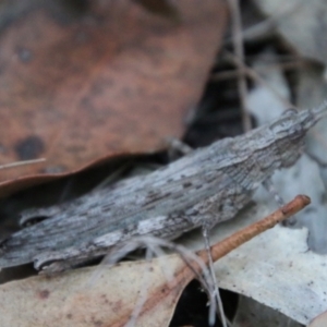 Coryphistes ruricola at Moruya, NSW - 9 Jan 2021