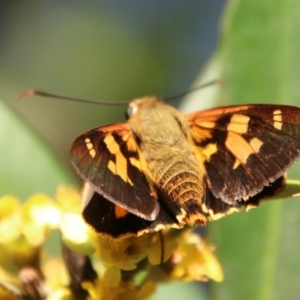 Trapezites symmomus at Moruya, NSW - suppressed