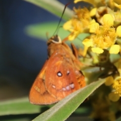 Trapezites symmomus at Moruya, NSW - suppressed