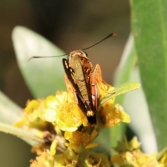 Trapezites symmomus at Moruya, NSW - suppressed