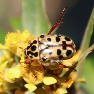 Neorrhina punctata at Moruya, NSW - 9 Jan 2021