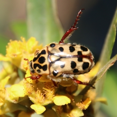 Neorrhina punctata (Spotted flower chafer) at Moruya, NSW - 9 Jan 2021 by LisaH