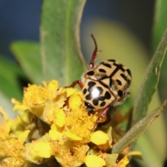 Neorrhina punctata at Moruya, NSW - 9 Jan 2021