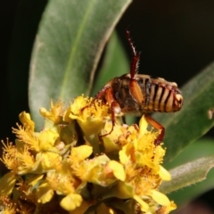 Neorrhina punctata at Moruya, NSW - 9 Jan 2021