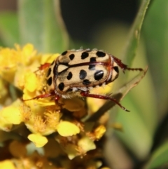 Neorrhina punctata at Moruya, NSW - 9 Jan 2021