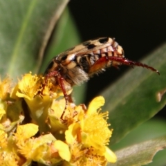 Neorrhina punctata at Moruya, NSW - 9 Jan 2021