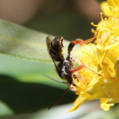 Unidentified Flower wasp (Scoliidae or Tiphiidae) by LisaH