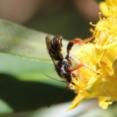 Unidentified Flower wasp (Scoliidae or Tiphiidae) at Moruya, NSW - 9 Jan 2021 by LisaH
