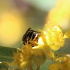 Exoneura sp. (genus) at Moruya, NSW - 9 Jan 2021