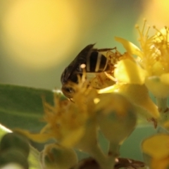 Exoneura sp. (genus) at Moruya, NSW - 9 Jan 2021