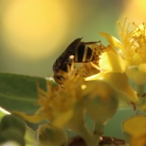 Exoneura sp. (genus) at Moruya, NSW - 9 Jan 2021