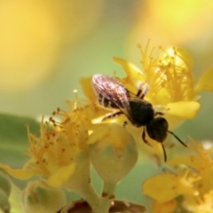 Exoneura sp. (genus) at Moruya, NSW - 9 Jan 2021