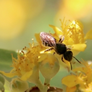 Exoneura sp. (genus) at Moruya, NSW - 9 Jan 2021