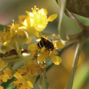 Exoneura sp. (genus) at Moruya, NSW - 9 Jan 2021