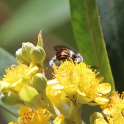 Unidentified Bee (Hymenoptera, Apiformes) at Moruya, NSW - 9 Jan 2021 by LisaH