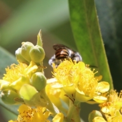 Unidentified Ant / Bee / Wasp (TBC) at Moruya, NSW - 9 Jan 2021 by LisaH