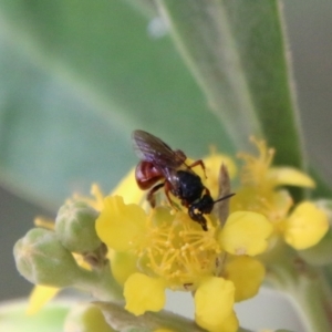 Exoneura sp. (genus) at Moruya, NSW - 9 Jan 2021