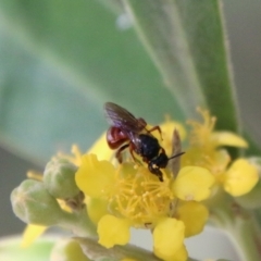 Exoneura sp. (genus) (A reed bee) at Moruya, NSW - 9 Jan 2021 by LisaH