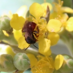 Exoneura sp. (genus) at Moruya, NSW - 9 Jan 2021