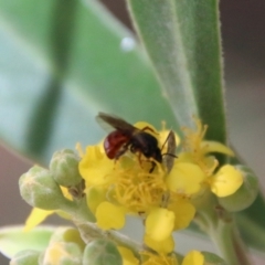 Exoneura sp. (genus) at Moruya, NSW - 9 Jan 2021