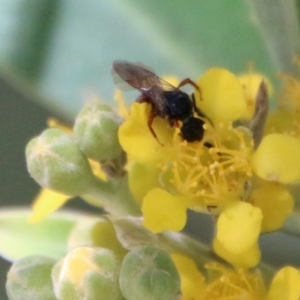 Exoneura sp. (genus) at Moruya, NSW - 9 Jan 2021