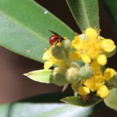 Exoneura sp. (genus) at Moruya, NSW - 9 Jan 2021
