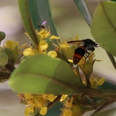 Paralastor sp. (genus) (Potter Wasp) at Moruya, NSW - 9 Jan 2021 by LisaH