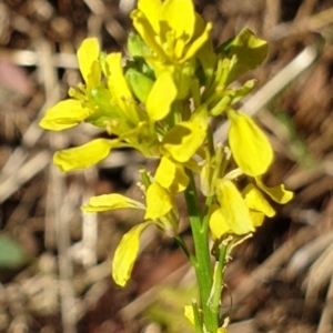 Hirschfeldia incana at Holt, ACT - 11 Jan 2021